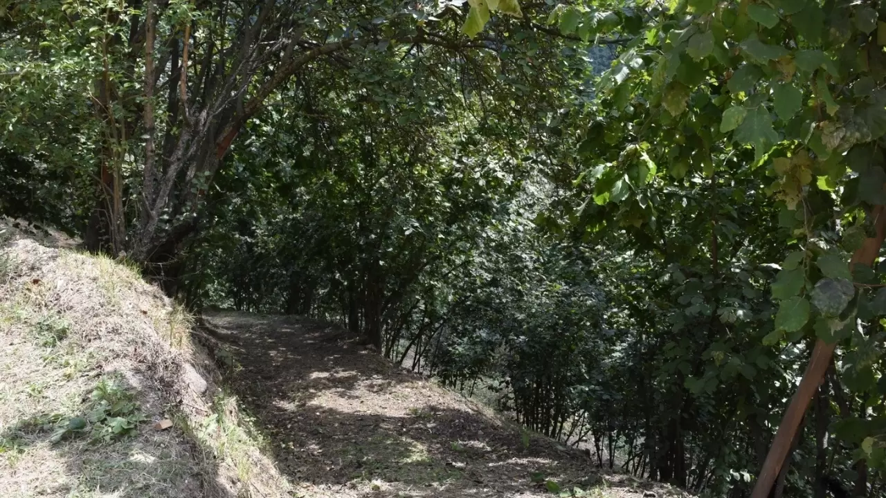 Sakarya’da fındık bahçesinde kalp krizi geçiren adam hayatını kaybetti 1