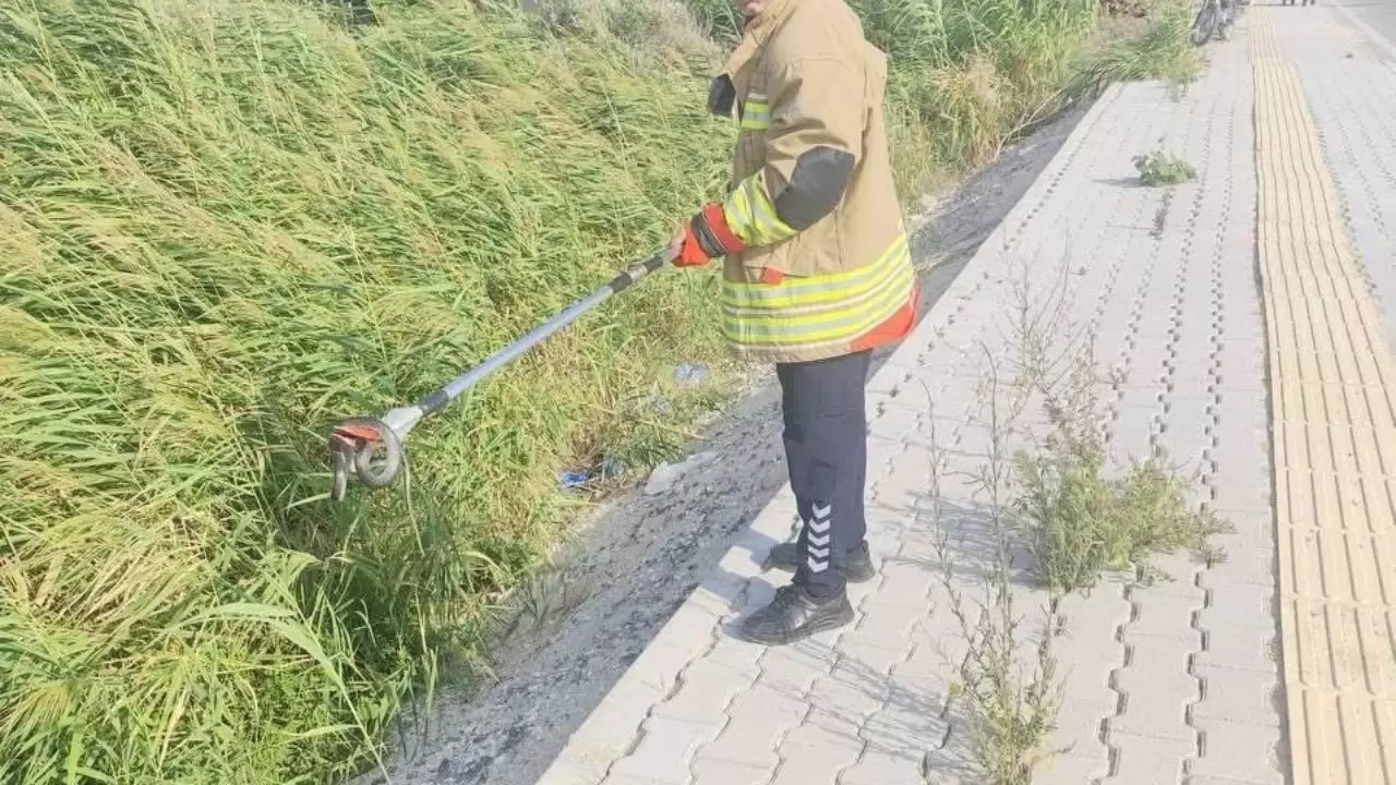 Havalar ısındı, yılanlar ortaya çıktı! 2