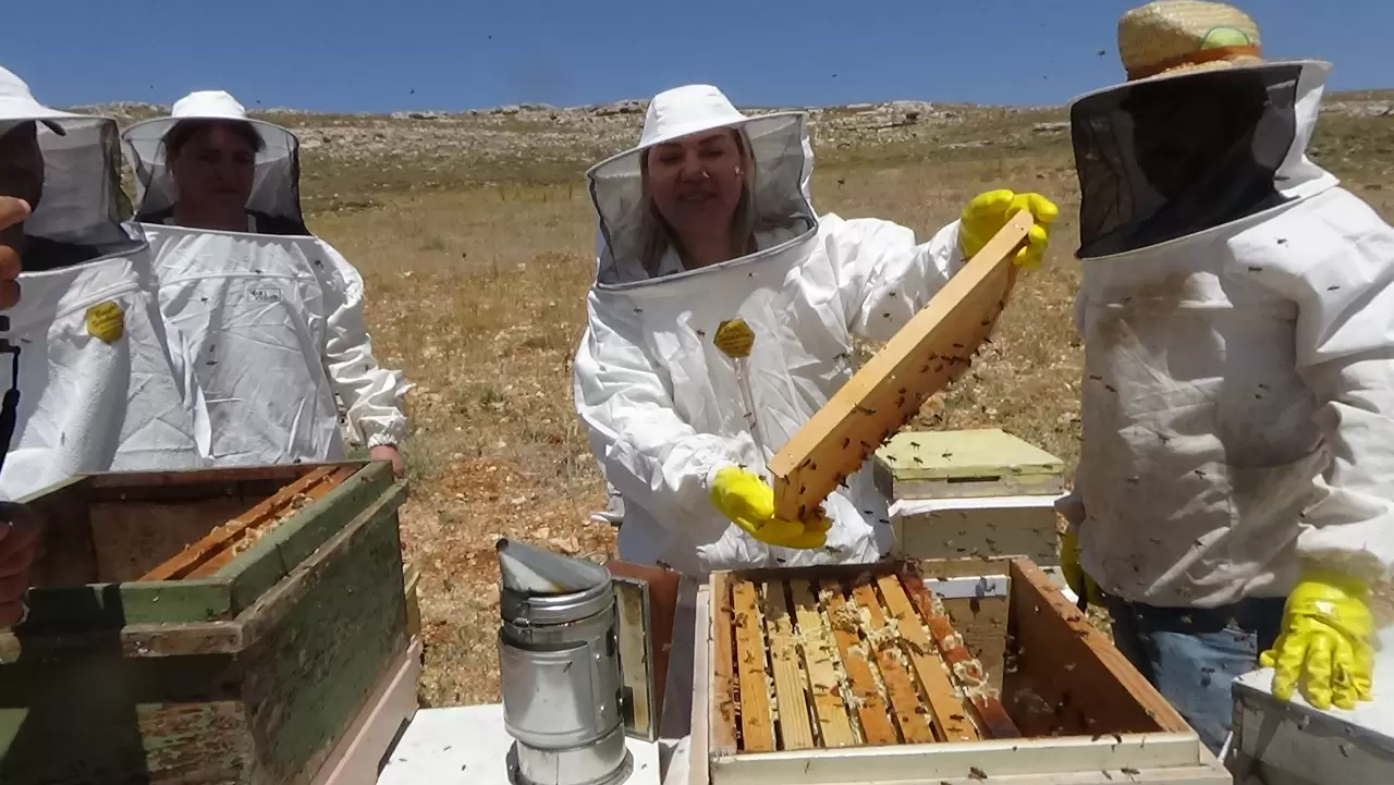 Mersin'de hasadı başladı! Bu yıl hem kalitesi arttı hem de verimi 2