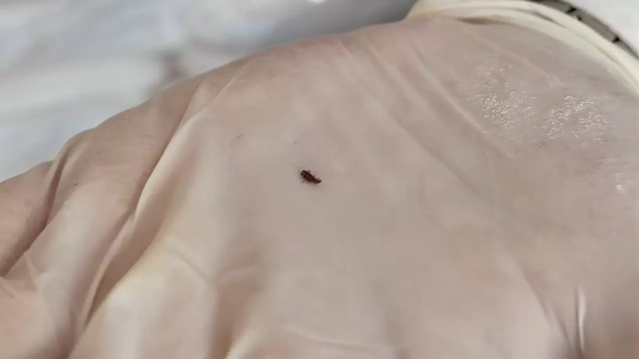 Hatay’da fırında mide bulandıran görüntü! 5