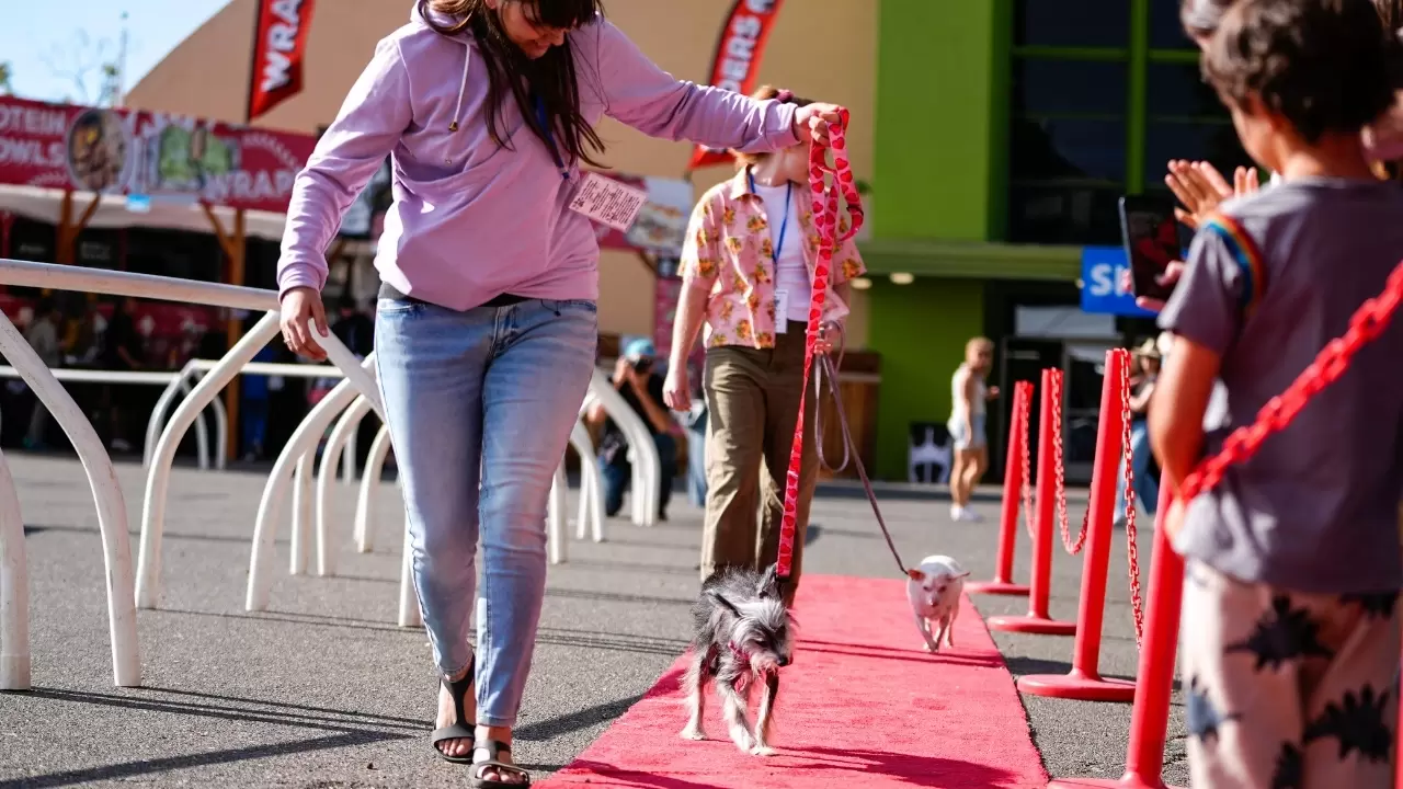 Dünyanın en çirkin köpeği seçildi 1