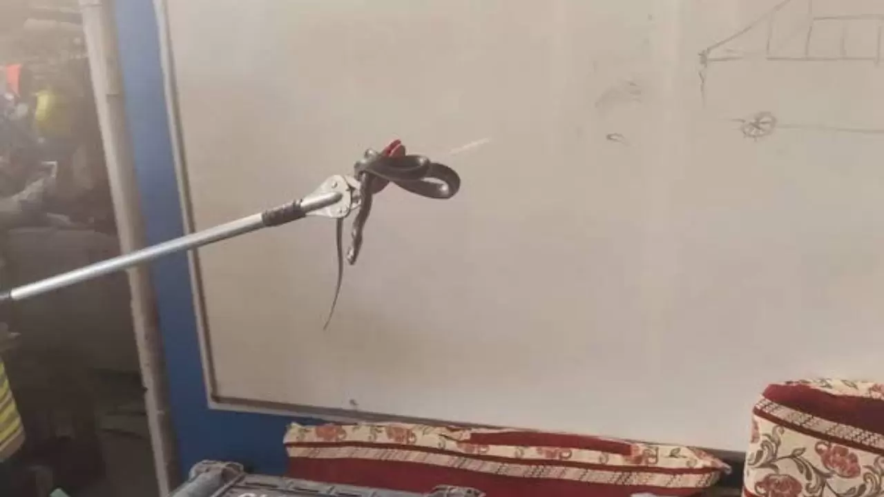 Havalar ısındı, yılanlar ortaya çıktı! 3