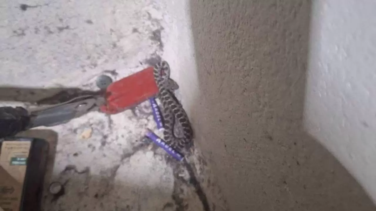 Havalar ısındı, yılanlar ortaya çıktı! 1