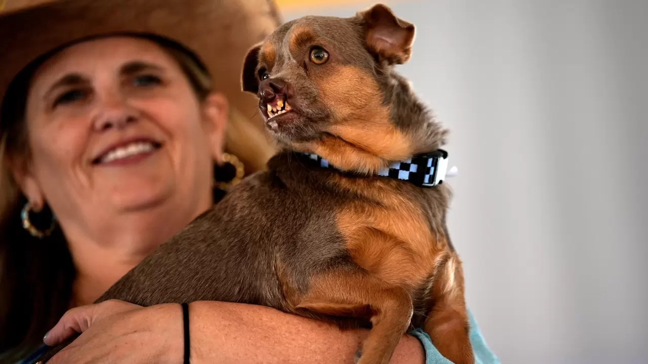 Dünyanın en çirkin köpeği seçildi 10