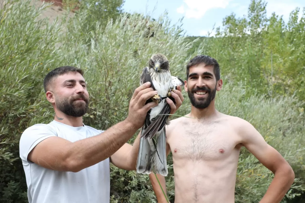 Kızıl şahinin imdadına 3 arkadaş yetişti 3
