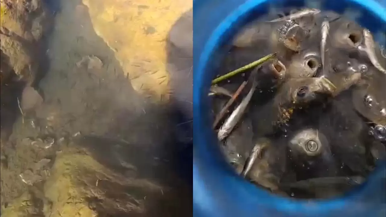 Nehil Sazlığı’nda kuraklık alarmı 4
