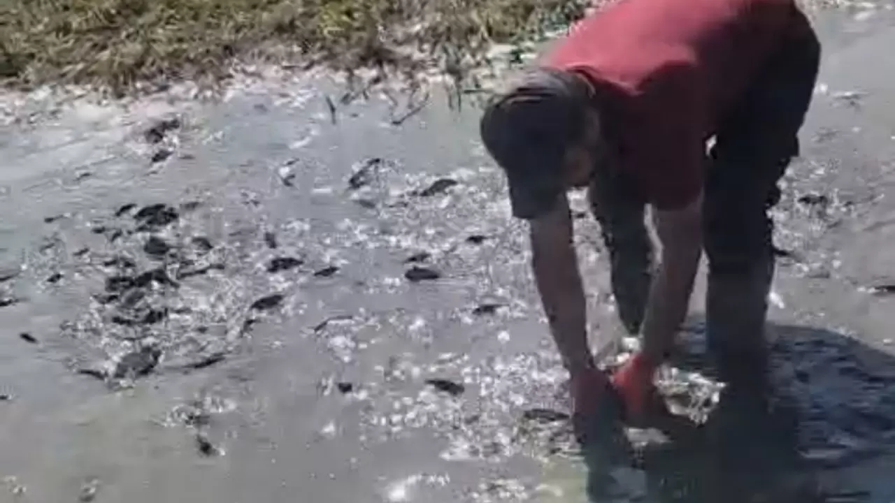 Nehil Sazlığı’nda kuraklık alarmı 5