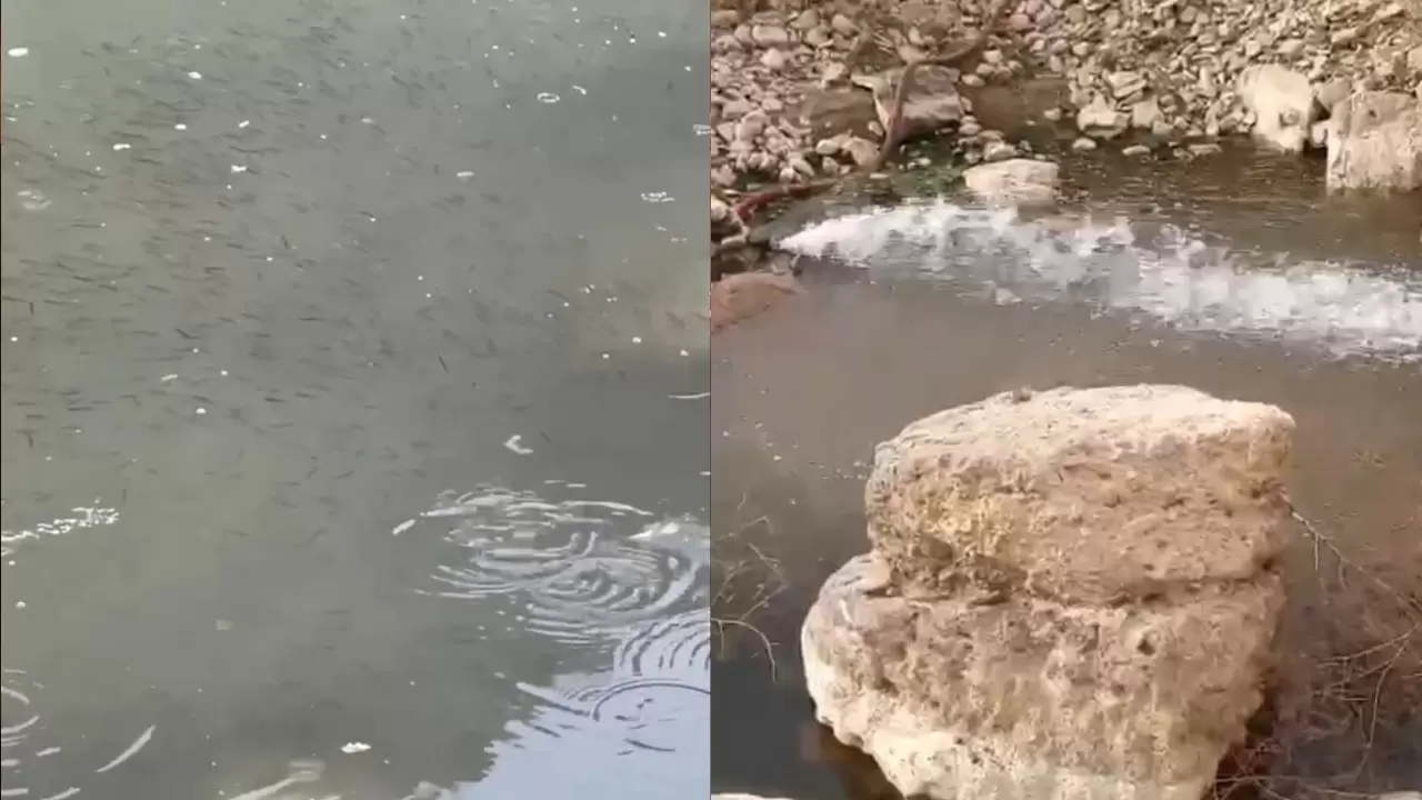 Nehil Sazlığı’nda kuraklık alarmı 3