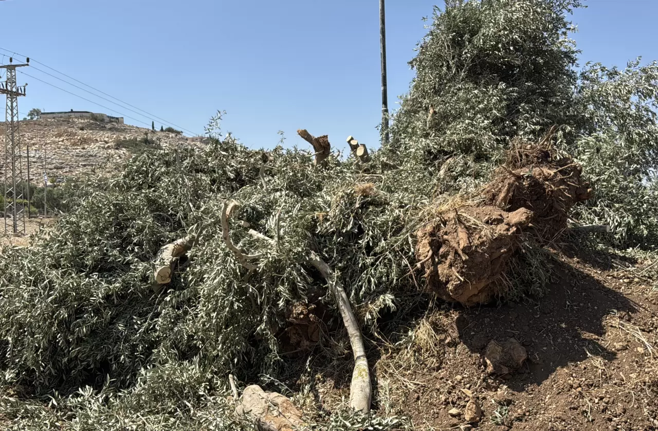İsrail askerleri zeytin hasadına günler kala Filistinlilerin ağaçlarını kökünden söktü! 2