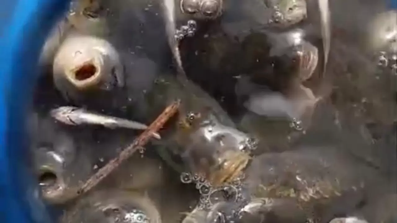 Nehil Sazlığı’nda kuraklık alarmı 1