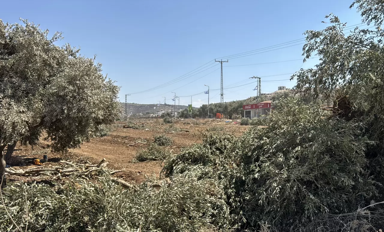 İsrail askerleri zeytin hasadına günler kala Filistinlilerin ağaçlarını kökünden söktü! 4