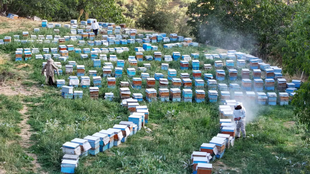 Van’da 2 bin 700 metre rakımda bal hasadı başladı 2