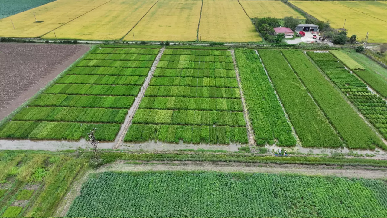 Karadeniz Tarımsal Araştırma Enstitüsünden yüksek verimli pirinç çalışması 3