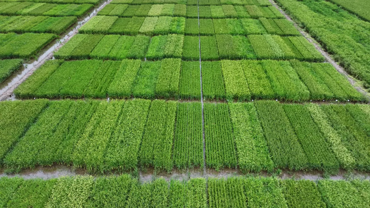 Karadeniz Tarımsal Araştırma Enstitüsünden yüksek verimli pirinç çalışması 2