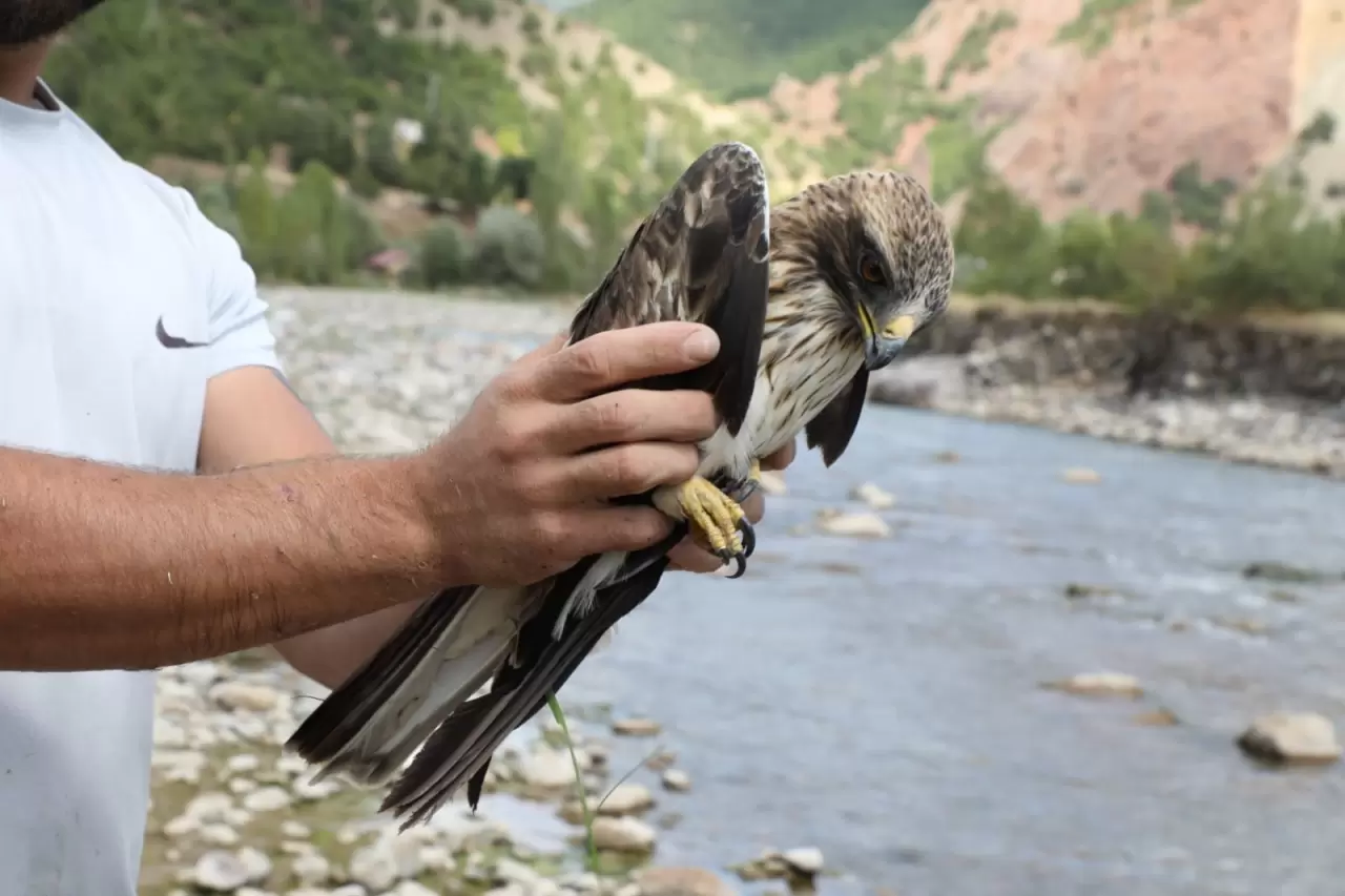 Kızıl şahinin imdadına 3 arkadaş yetişti 1
