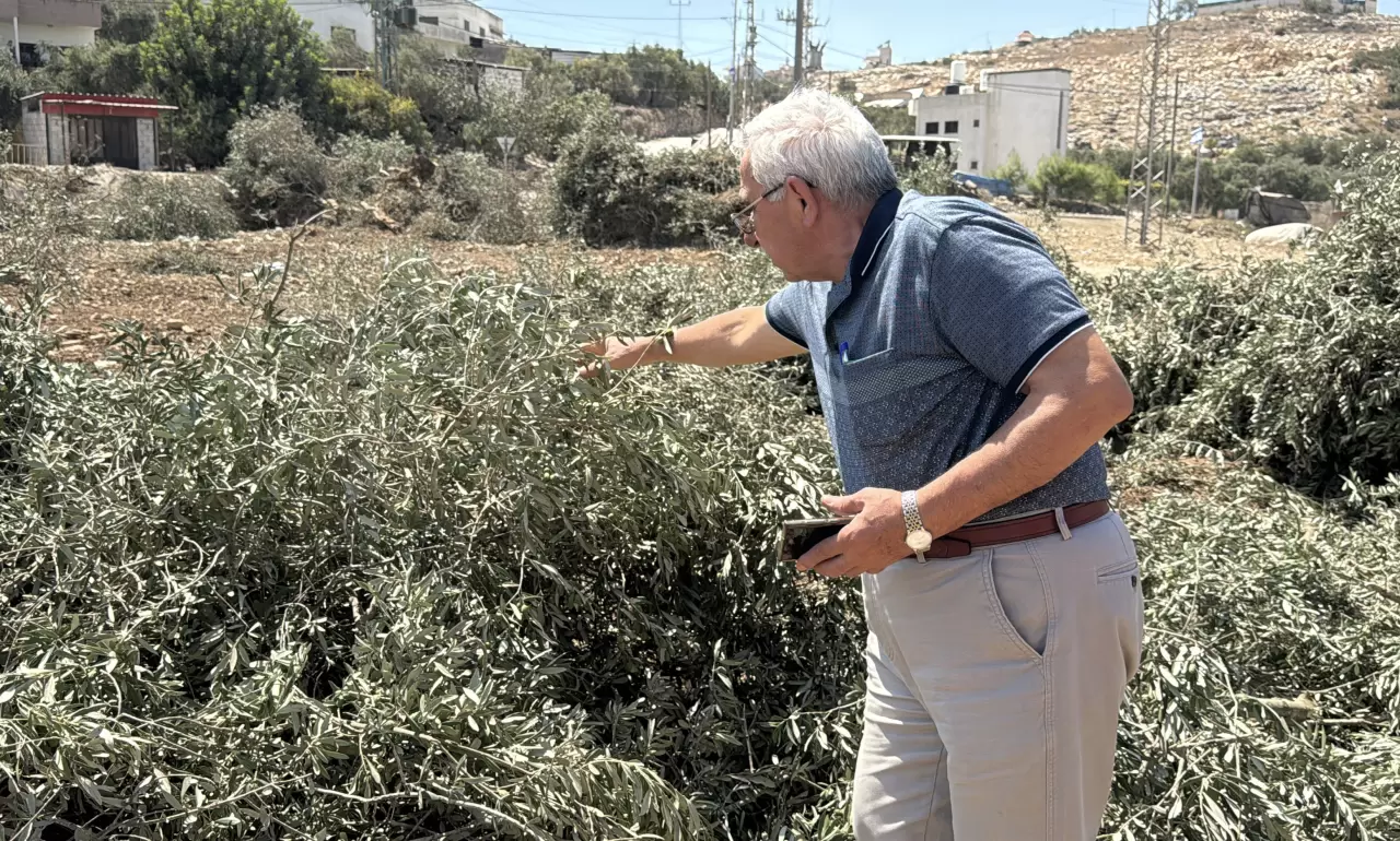 İsrail askerleri zeytin hasadına günler kala Filistinlilerin ağaçlarını kökünden söktü! 3