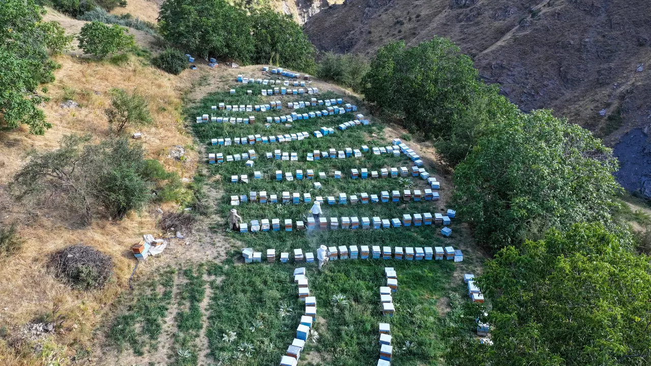 Van’da 2 bin 700 metre rakımda bal hasadı başladı 1