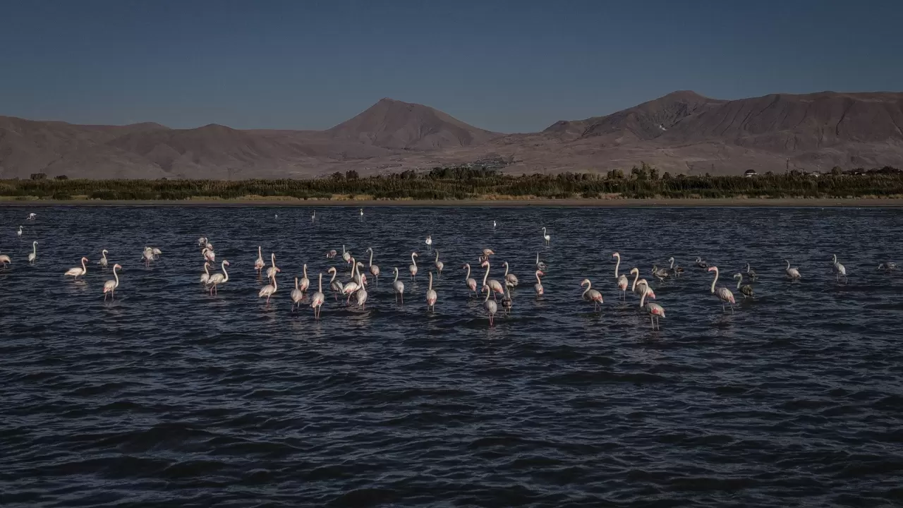 Van Gölü kıyılarını flamingoların pembe tonları süsledi 3
