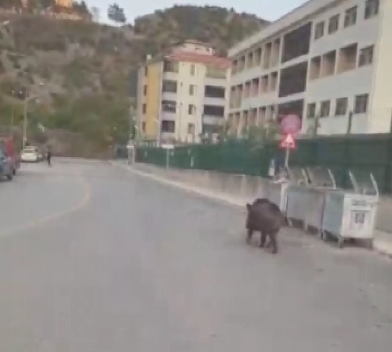 Amasya’da sitede yaban domuzu paniği 1