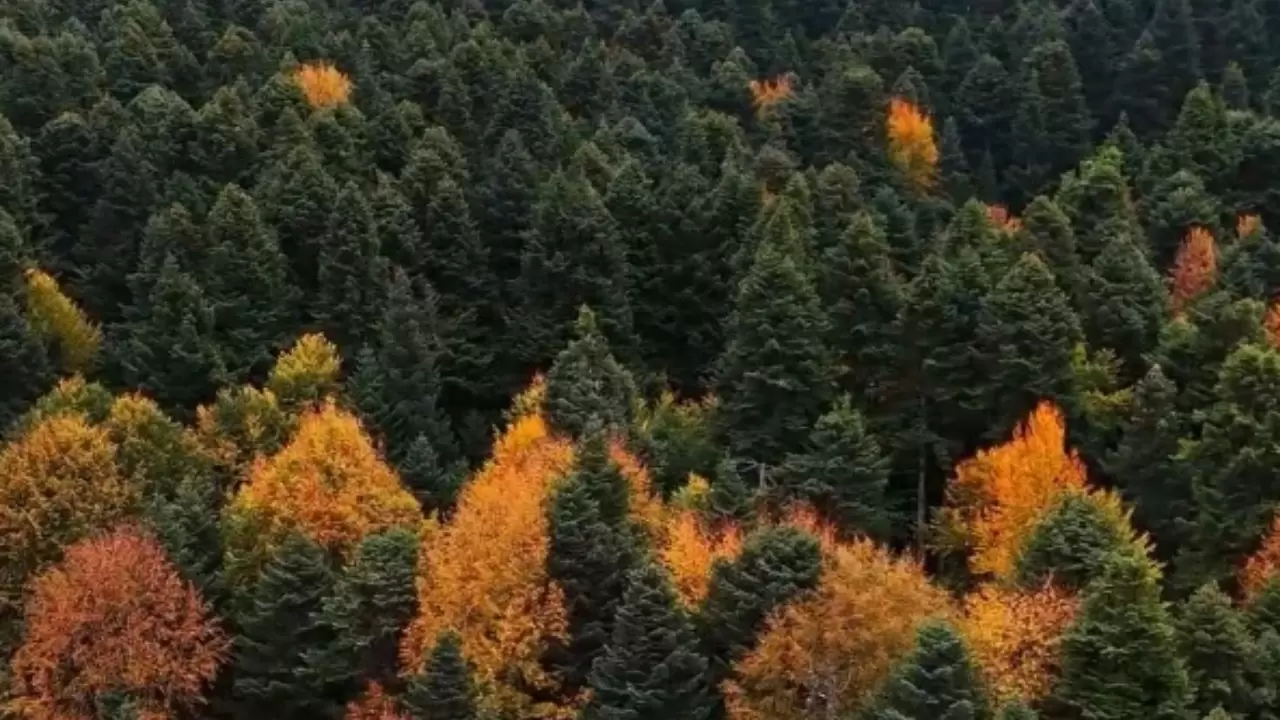 Bolu Gölcük Tabiat Parkı’nda sonbahar renkleri dronla görüntülendi 3