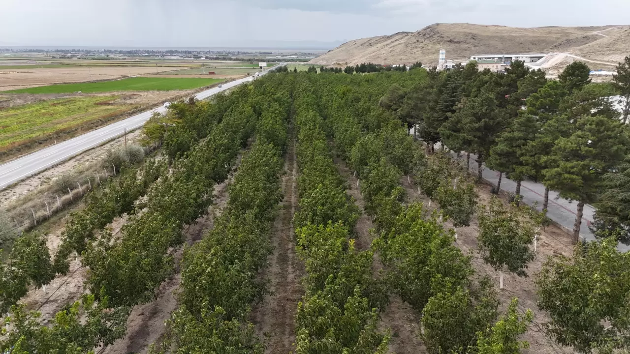 Develi'de ceviz ağaçları hem üretim hem istihdam sağlıyor 4