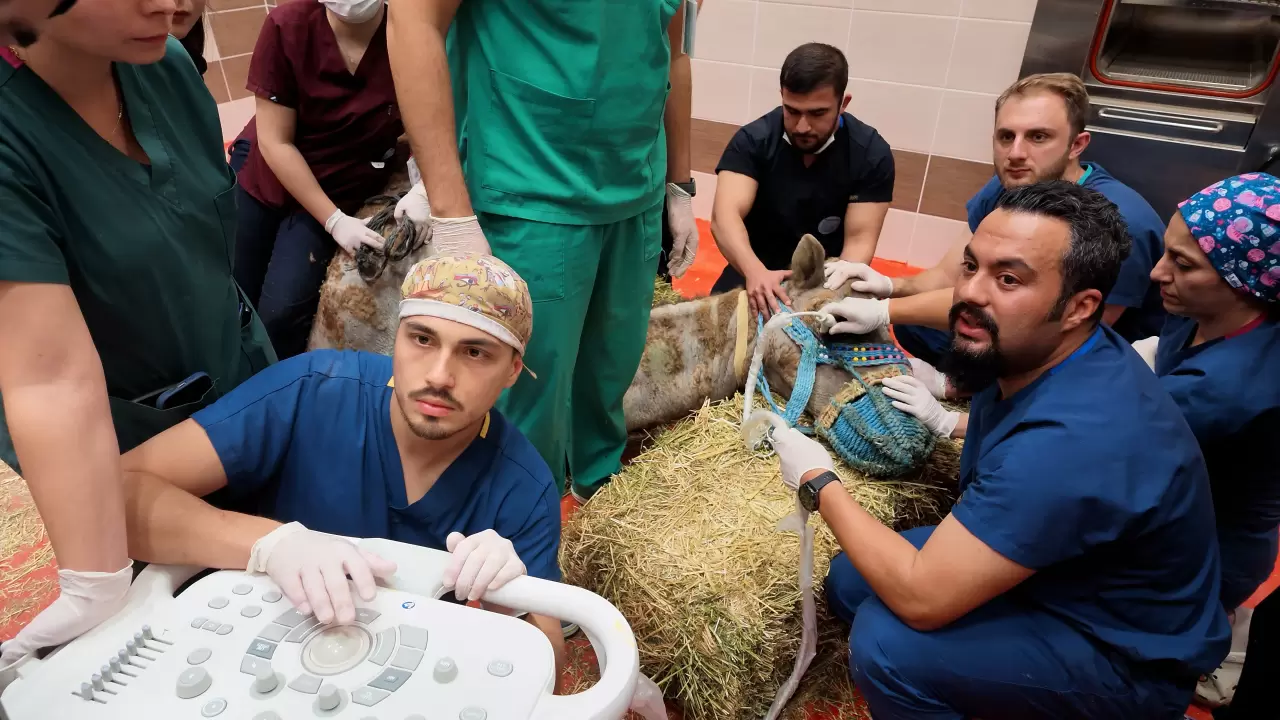 Türkiye’de ilk olacak! Deve üzerinde kök hücre tedavisi 4