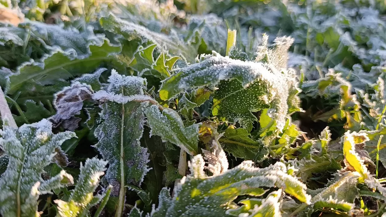 Kars’ta sabah mesaisi buz kazımakla başladı 5