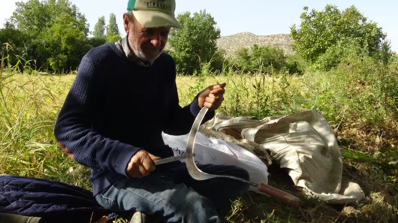 Batman’da yüzyıllardır süren pirinç hasadı başladı! 3