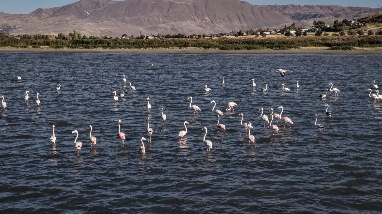 Van Gölü kıyılarını flamingoların pembe tonları süsledi 4