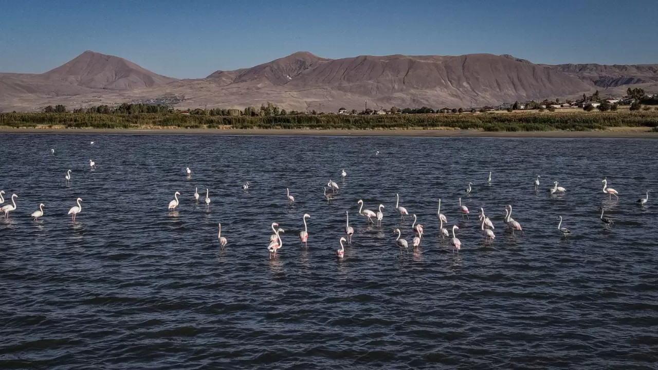 Van Gölü kıyılarını flamingoların pembe tonları süsledi 1