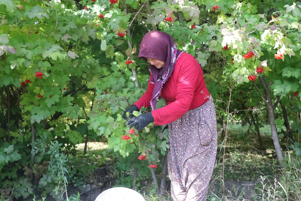 Kayseri’nin kırmızı altını! Getirisi elma ve armutu solluyor 2