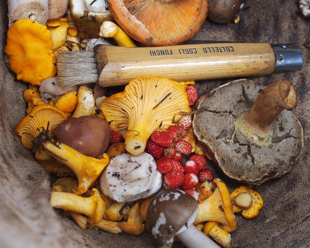 Türkiye'de Mantar Avı - OGGUSTO