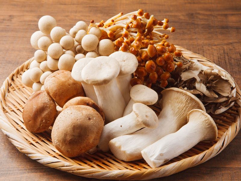 Mantarları Dondurabilir Misiniz?