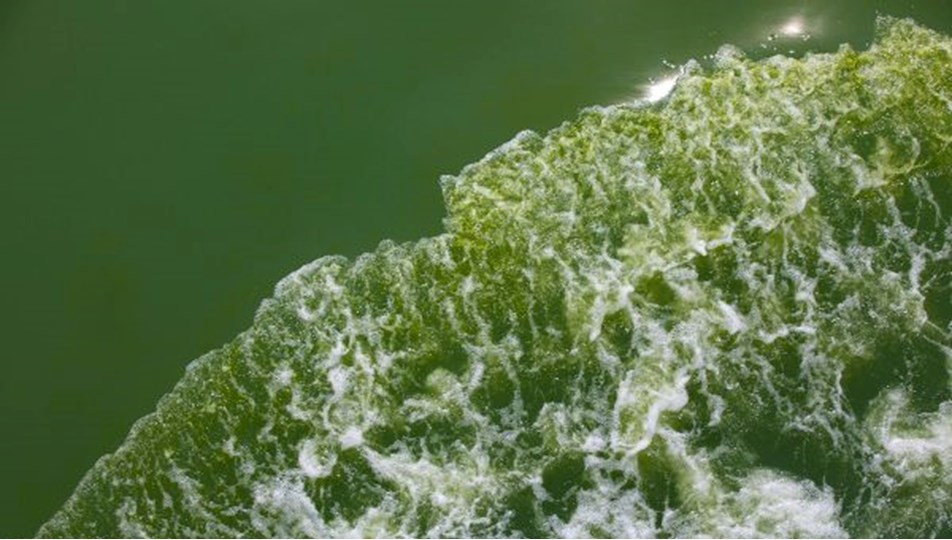 Plankton nedir, neden olur? - Son Dakika Türkiye Haberleri | NTV Haber