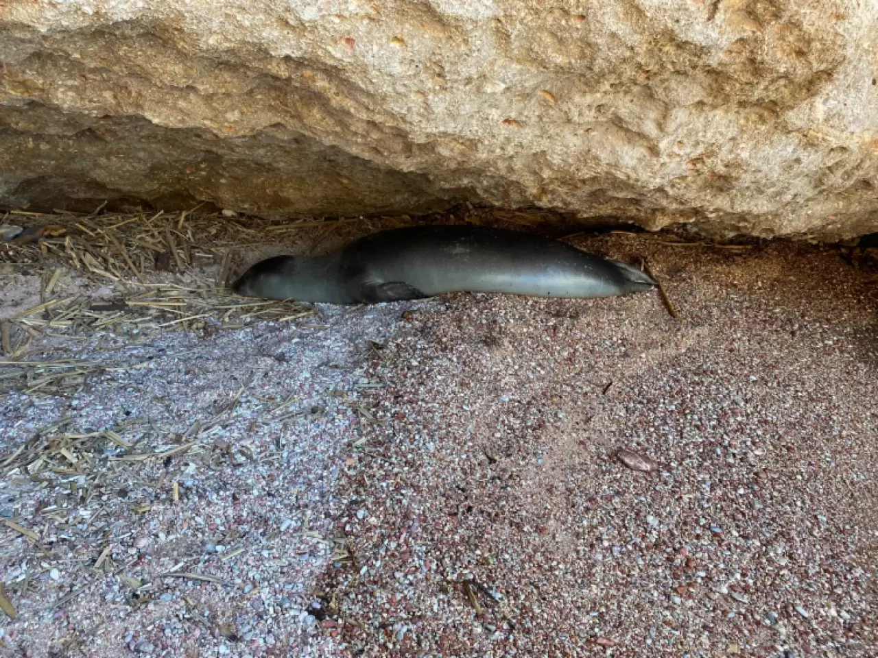 Datça'da sahilde dinlenen fok için bölgeye güvenlik şeridi çekildi
