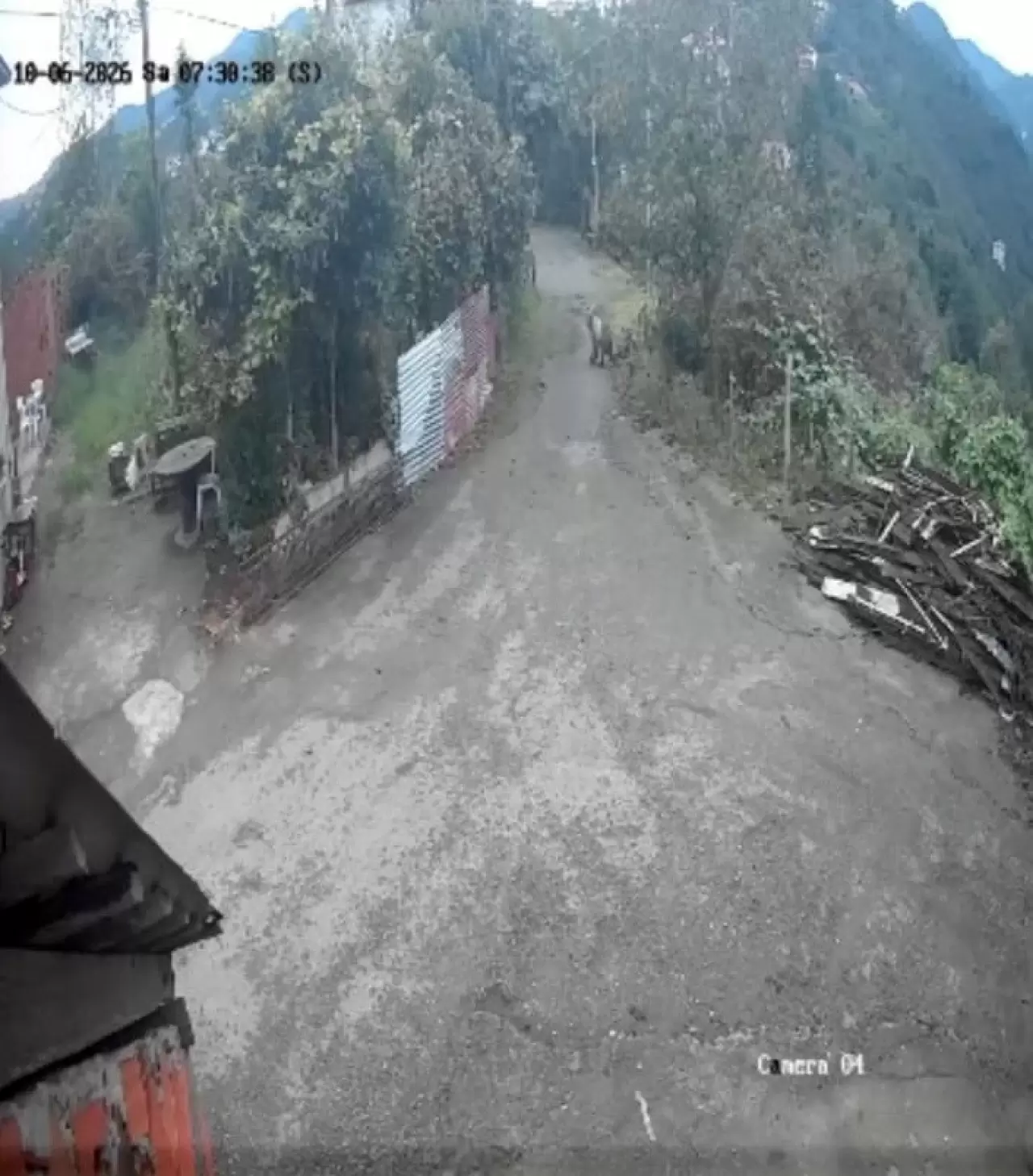 Giresun'da ayı paniği