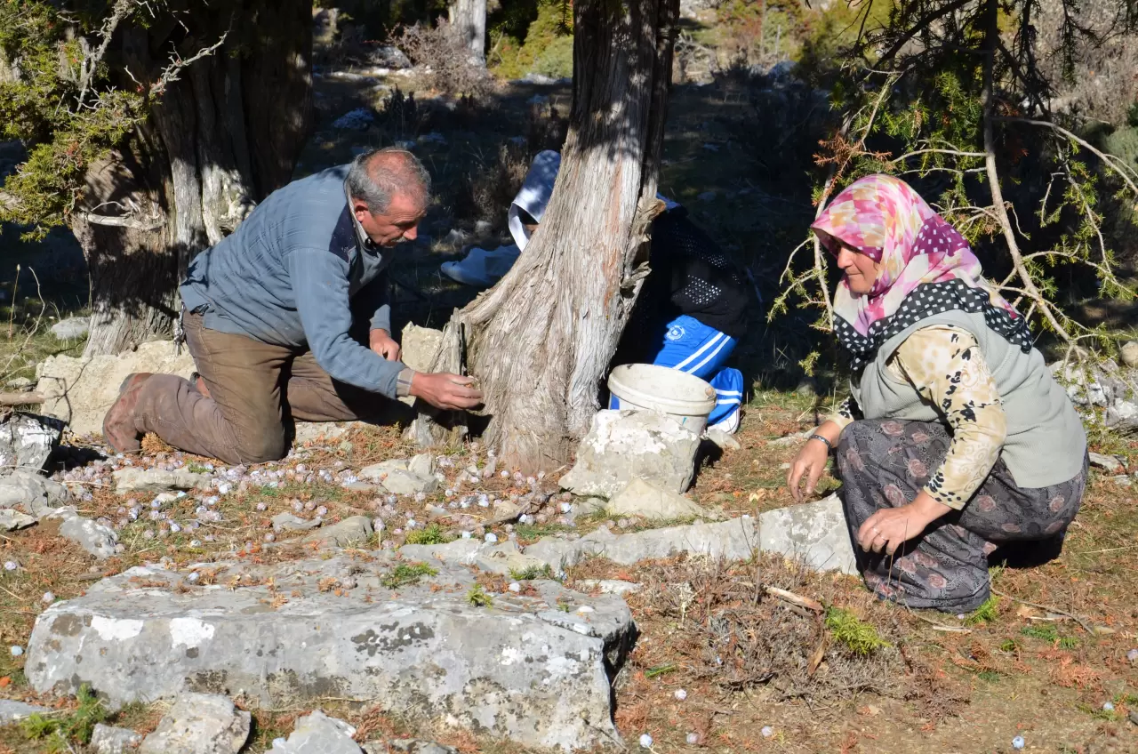 Andız pekmezi